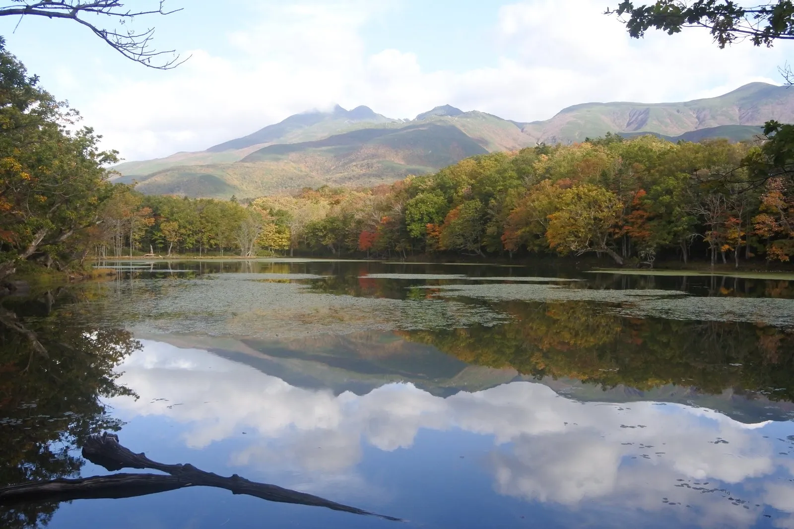 知床五湖のひとつ。紅葉した森と知床連山が湖面に映り込み、水面には水草が浮かぶ