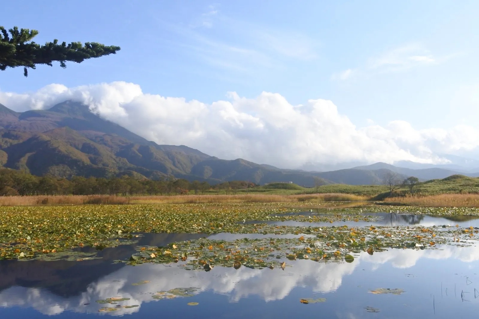 知床五湖の一湖付近。スイレンの葉が浮かぶ湖面の向こうに、雲をまとった羅臼岳方面の山並み。左上にトドマツの枝