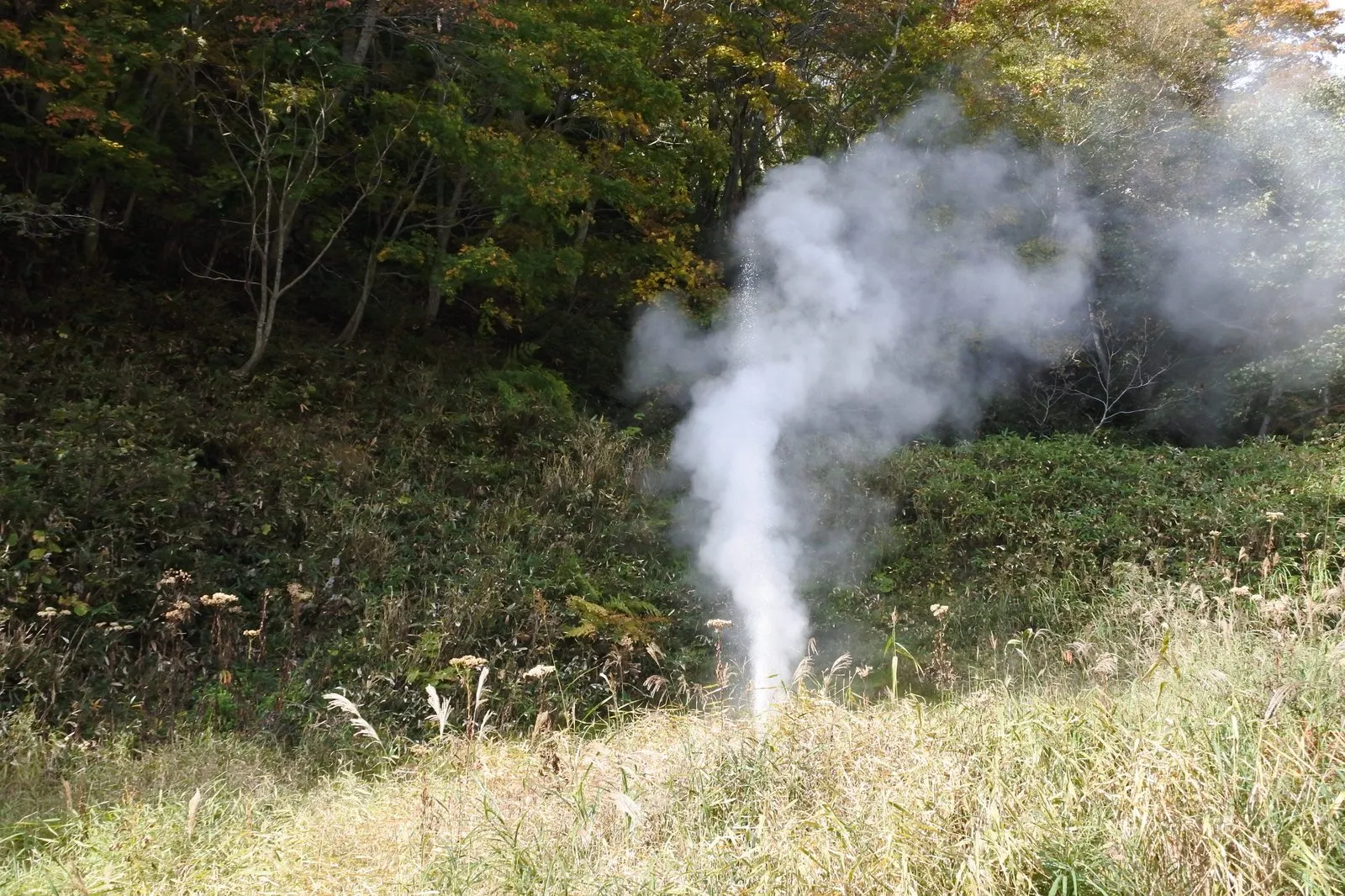 羅臼の間欠泉。笹と紅葉に覆われた斜面から、白い蒸気が柱状に噴き上がっている