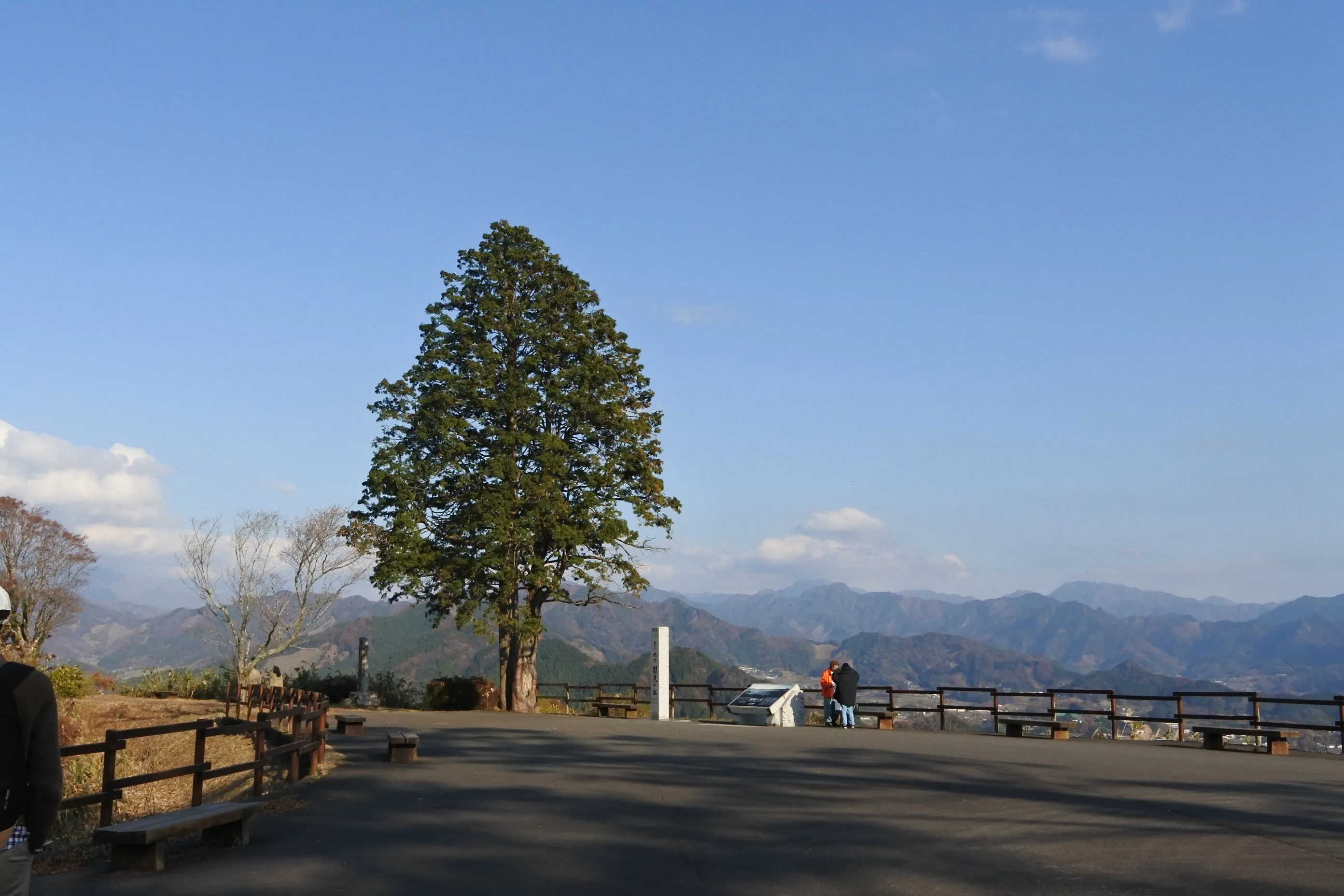 国見ヶ丘の大木と山並み。太い幹の木が立ち、その向こうに霞む山々が広がる