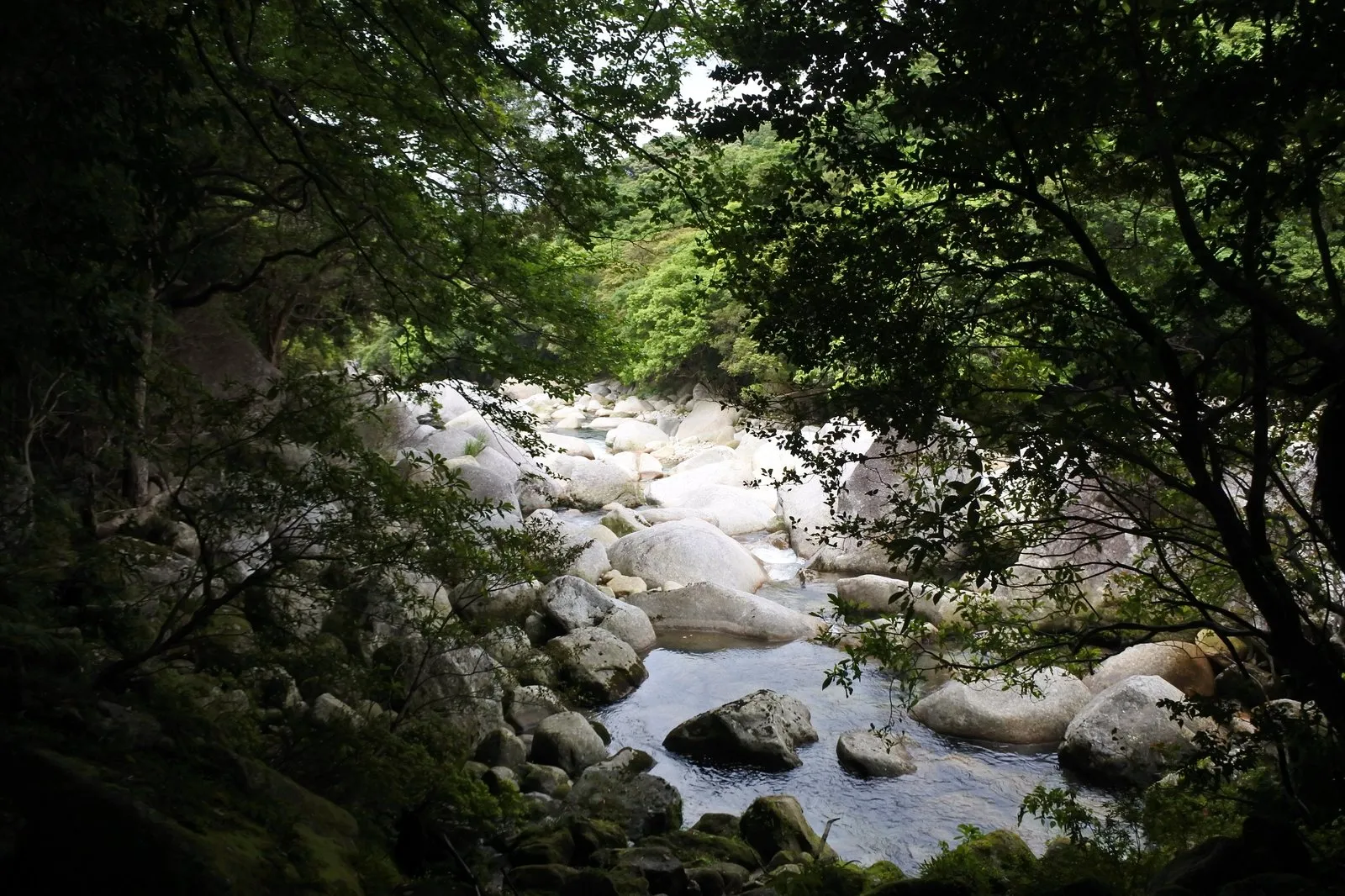 横河渓谷。白く丸い花崗岩の巨石と、透き通った渓流